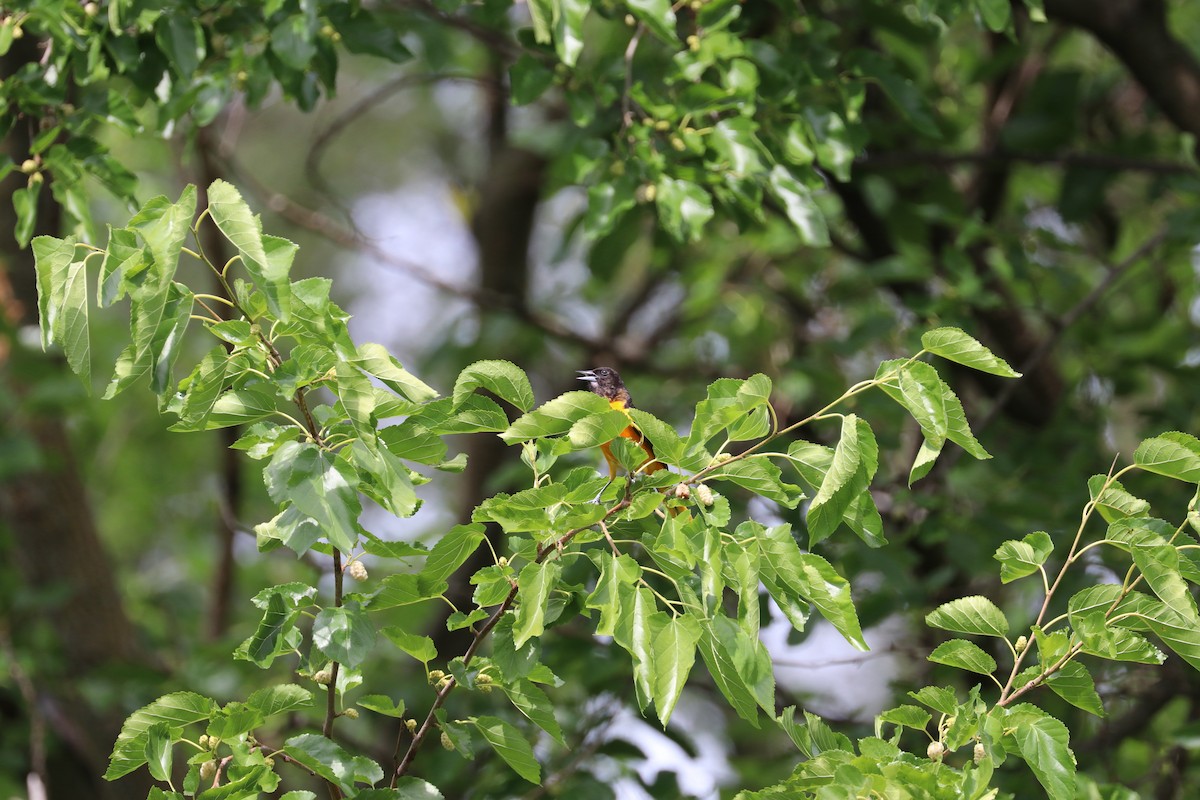 Oriole de Baltimore - ML620711033