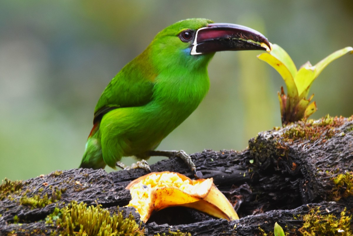 Crimson-rumped Toucanet - Old Sam Peabody