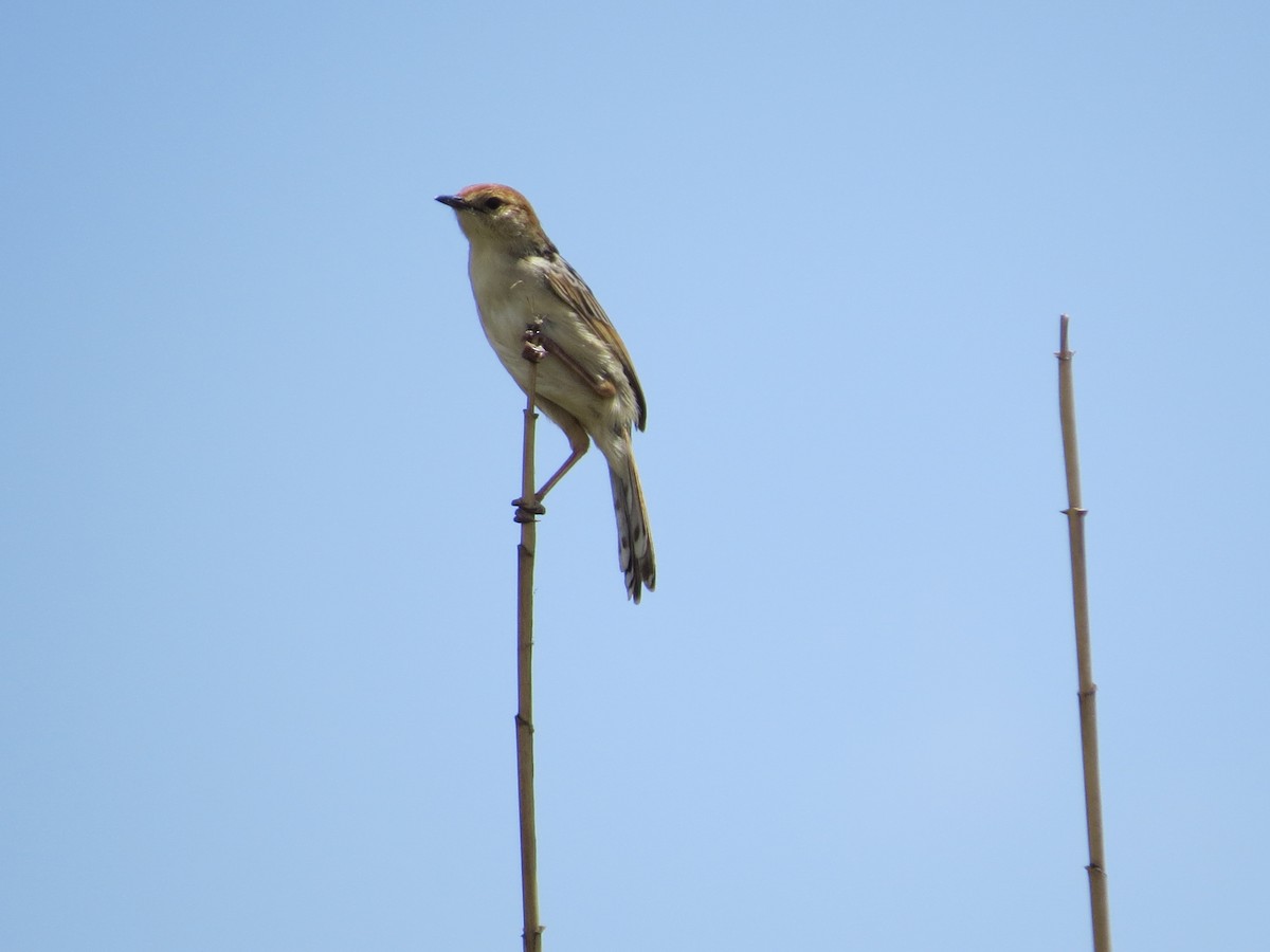 Levaillant's Cisticola - ML620711038