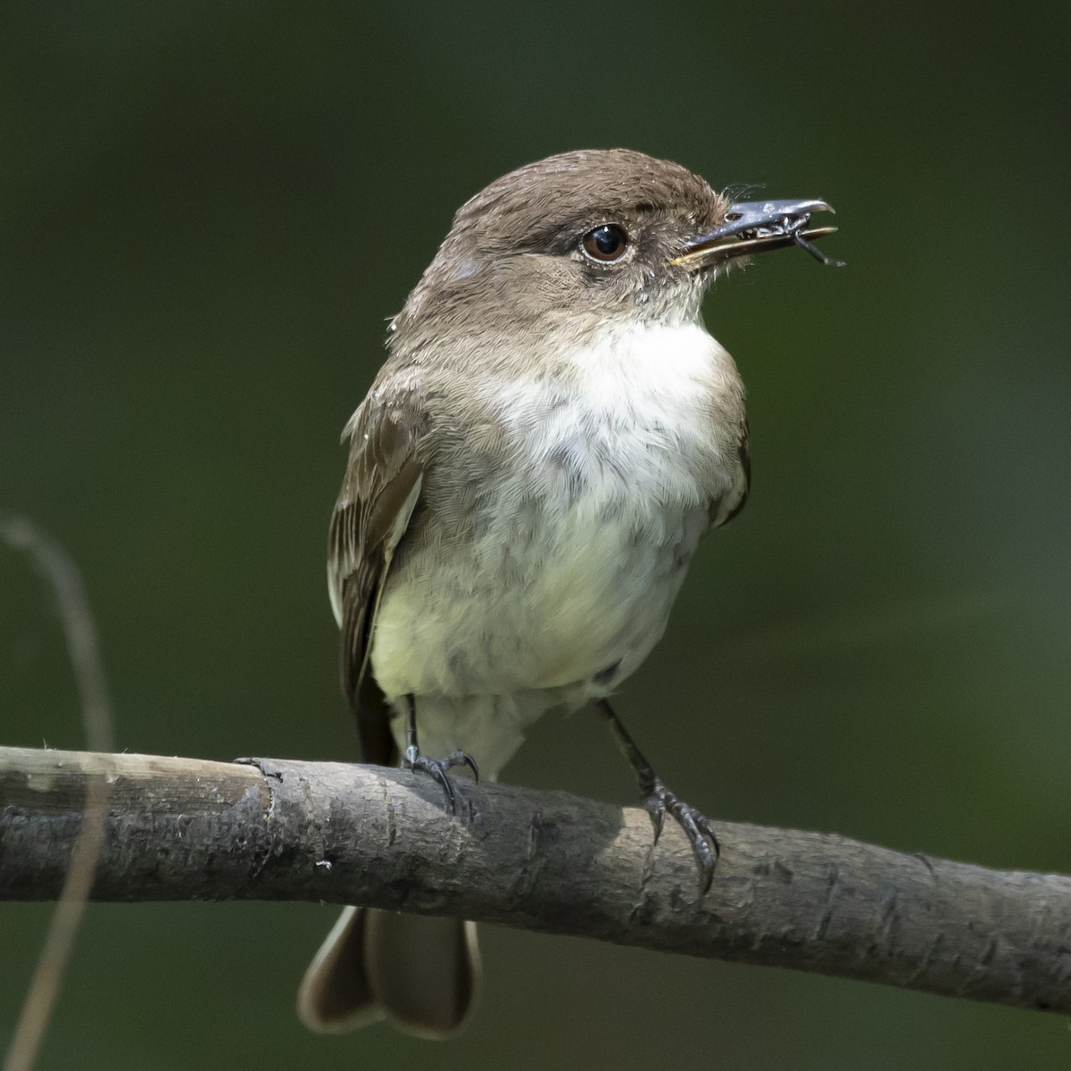 Eastern Phoebe - ML620711041