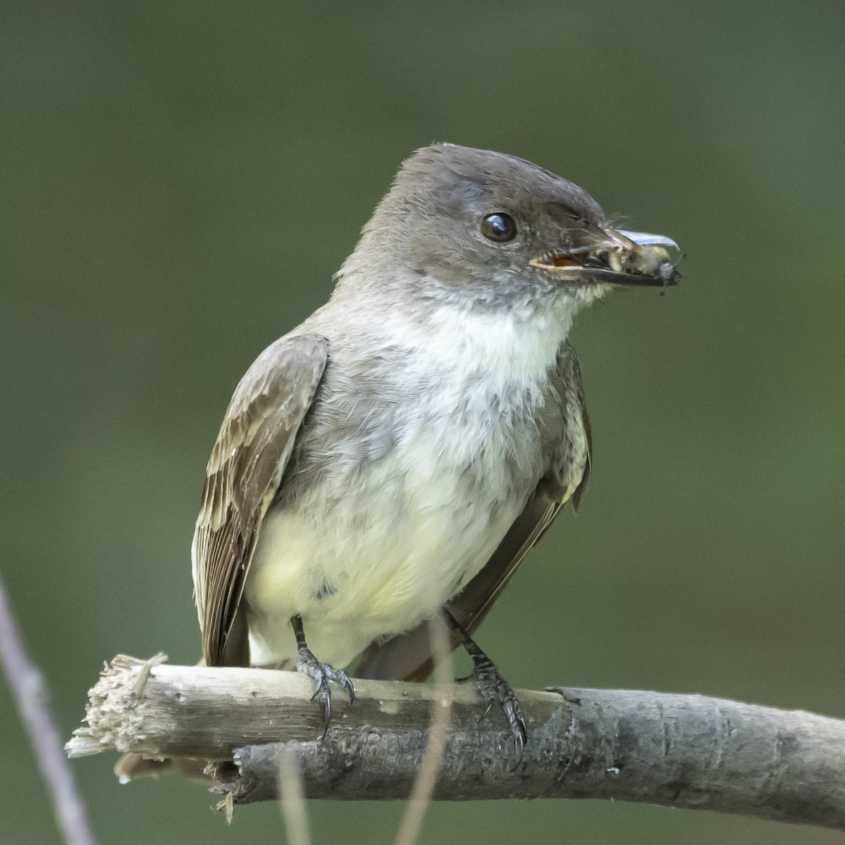 Eastern Phoebe - ML620711042