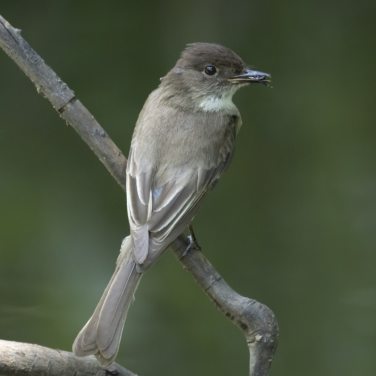 Eastern Phoebe - ML620711043