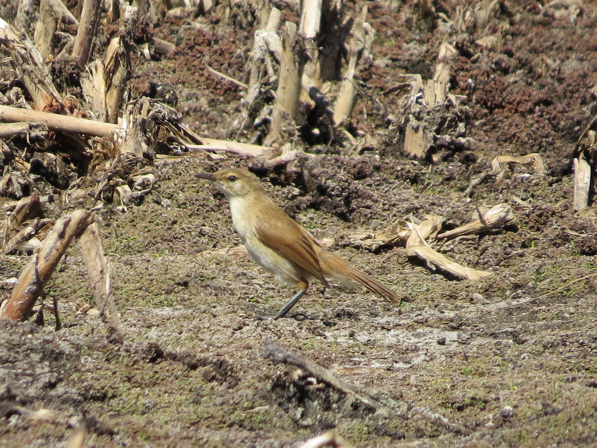 Great Reed Warbler - Mike & Angela Stahl