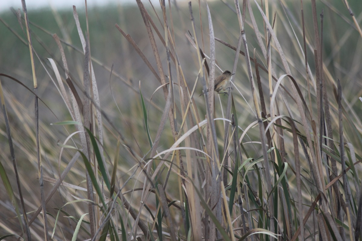 Common Reed Warbler (African) - ML620711058