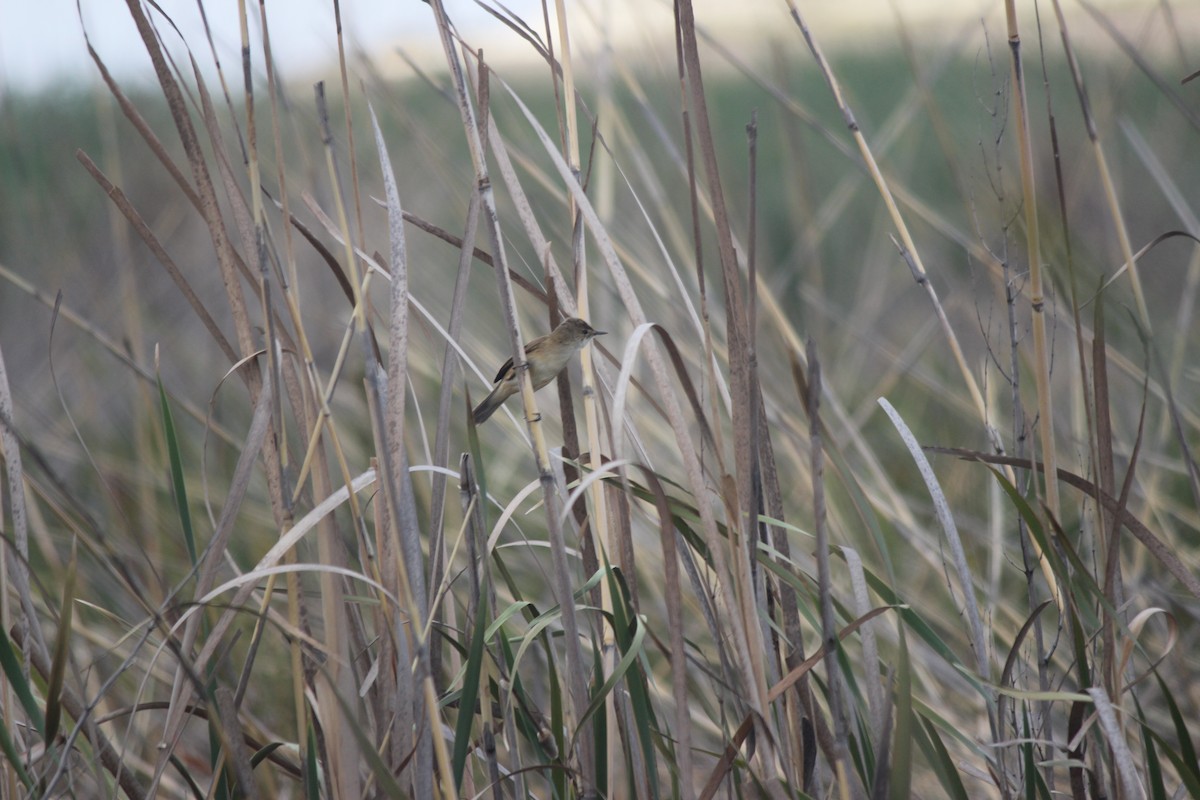 Common Reed Warbler (African) - ML620711060