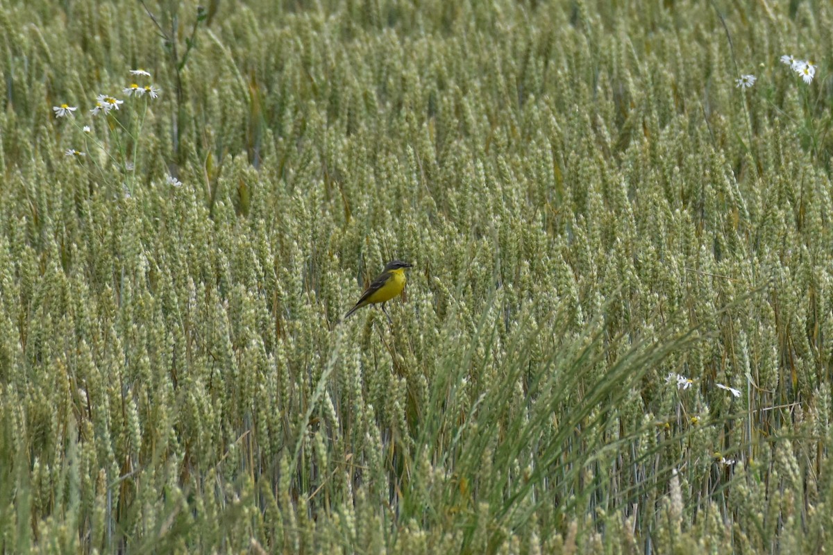 Western Yellow Wagtail - ML620711078