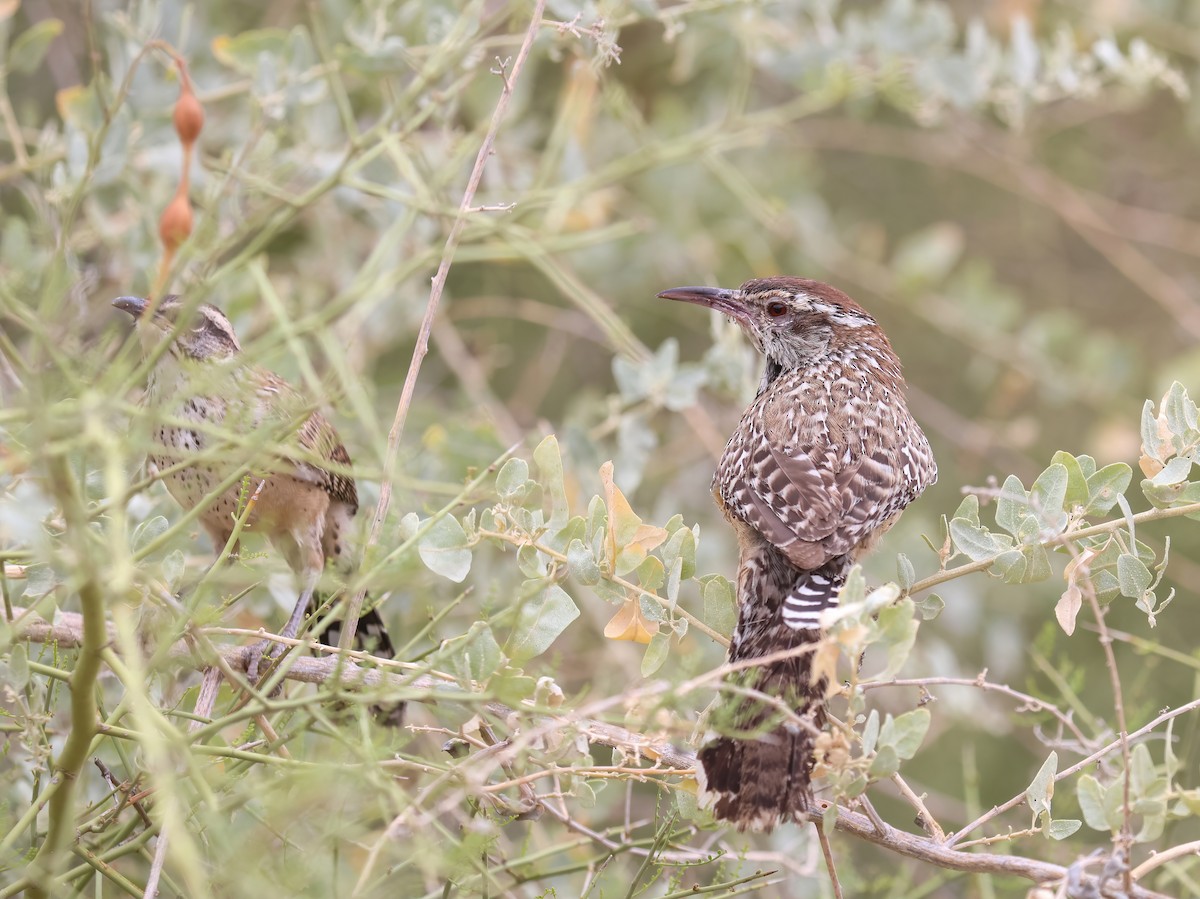 Cactus Wren - ML620711079