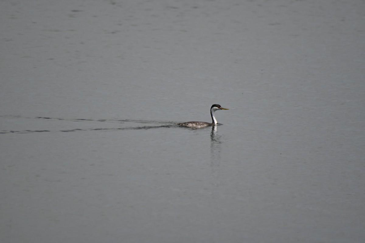 Western Grebe - ML620711080