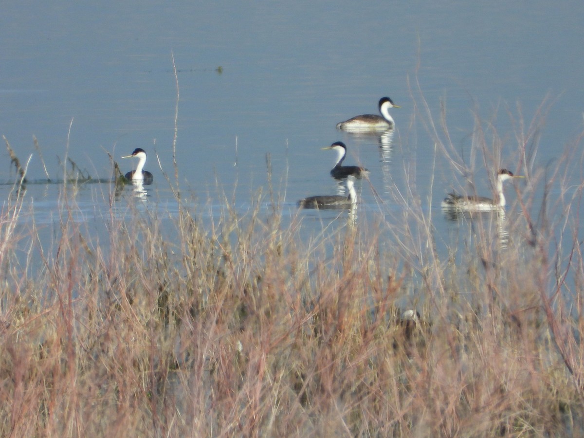 Western Grebe - ML620711082