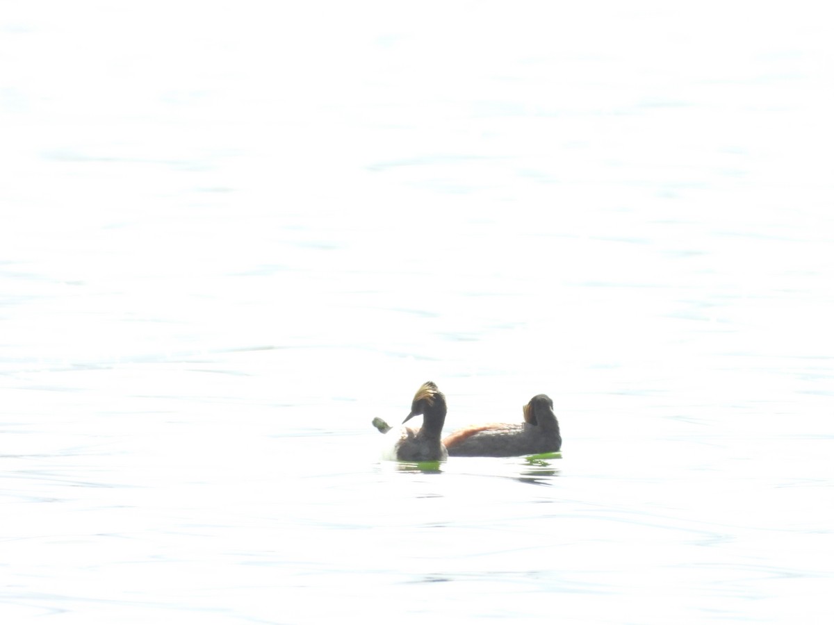 Eared Grebe - ML620711087