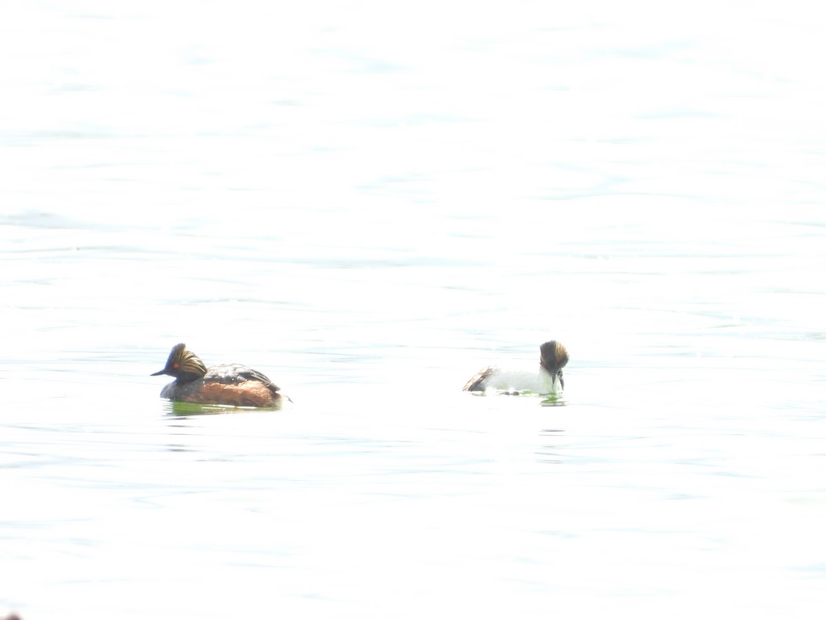 Eared Grebe - ML620711088