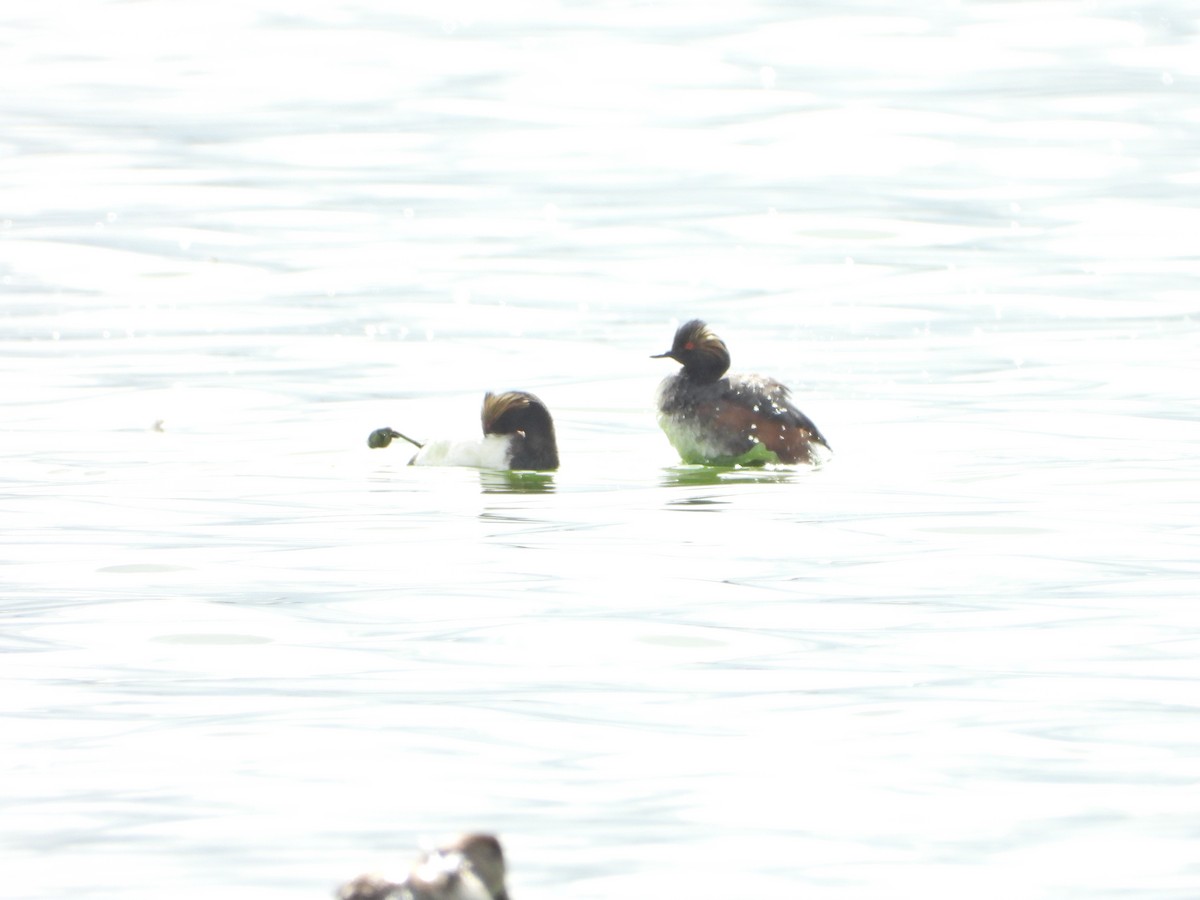 Eared Grebe - ML620711090