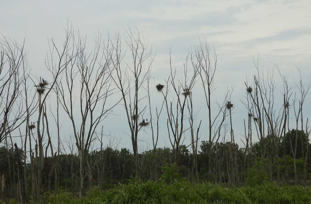 Great Blue Heron - ML620711097