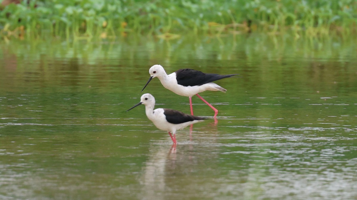 Black-winged Stilt - ML620711099