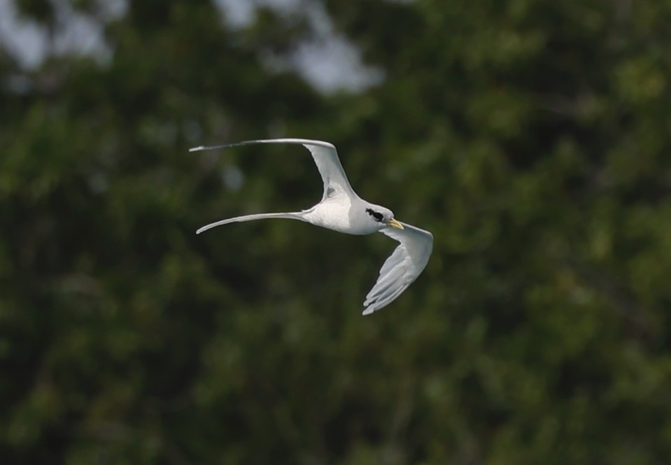 Weißschwanz-Tropikvogel - ML620711100