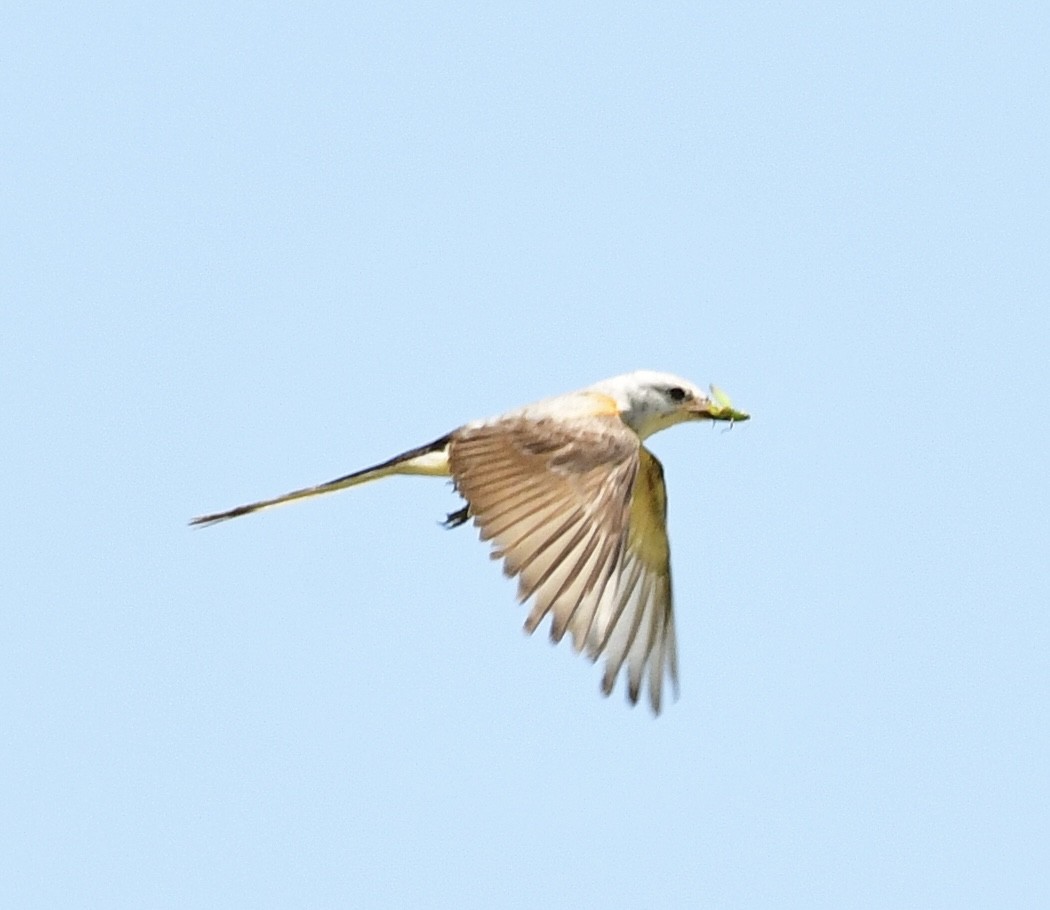 Scissor-tailed Flycatcher - ML620711102