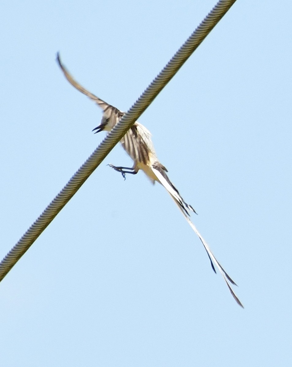 Scissor-tailed Flycatcher - ML620711103