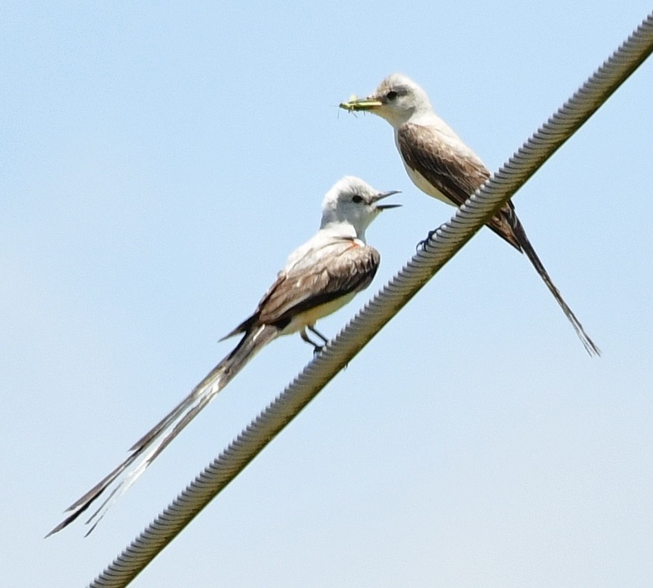 Scherenschwanz-Königstyrann - ML620711106