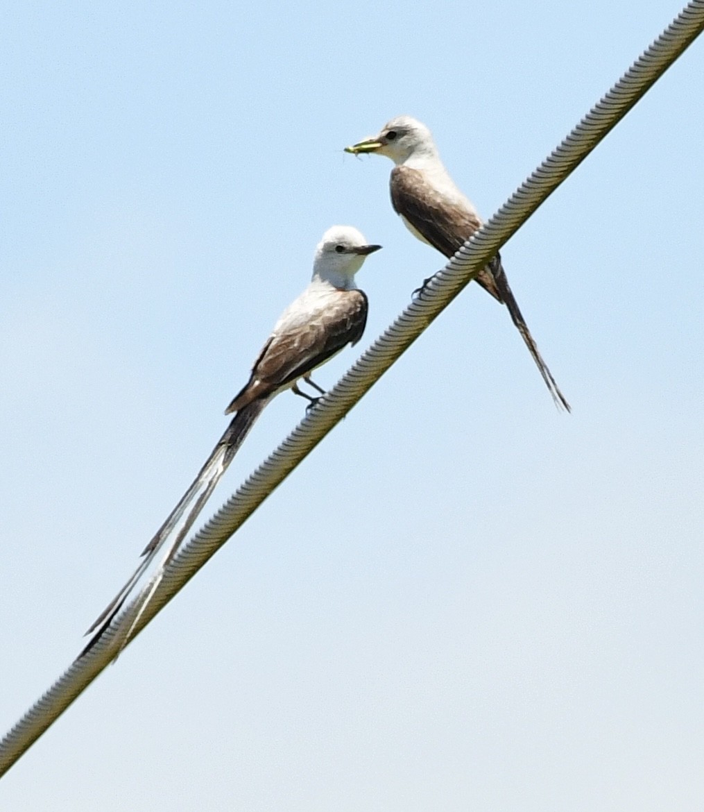 Scherenschwanz-Königstyrann - ML620711107