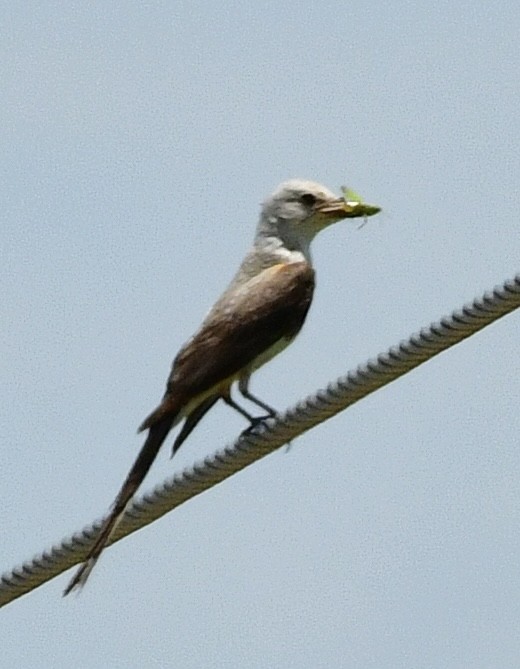 Scissor-tailed Flycatcher - ML620711108