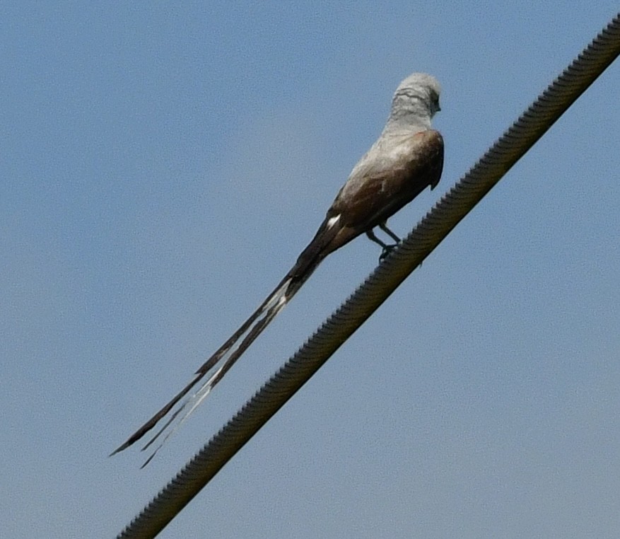 Scherenschwanz-Königstyrann - ML620711109