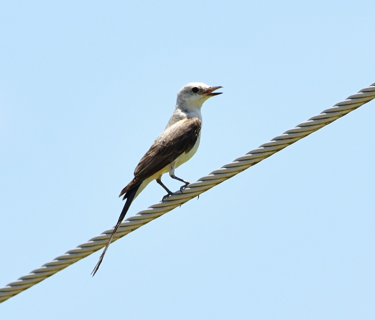 Scissor-tailed Flycatcher - ML620711111