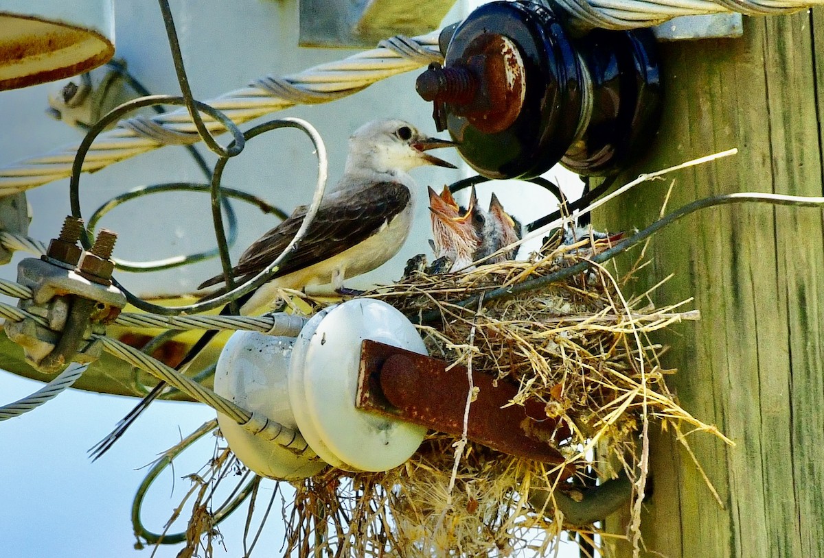 Scissor-tailed Flycatcher - ML620711112