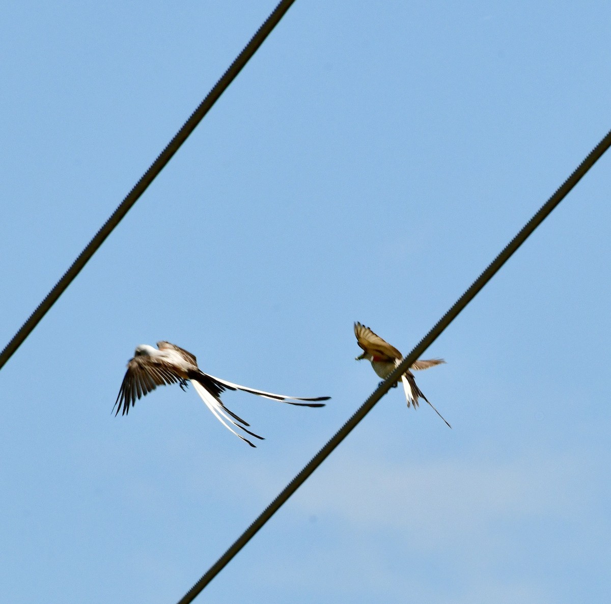 Scissor-tailed Flycatcher - ML620711114