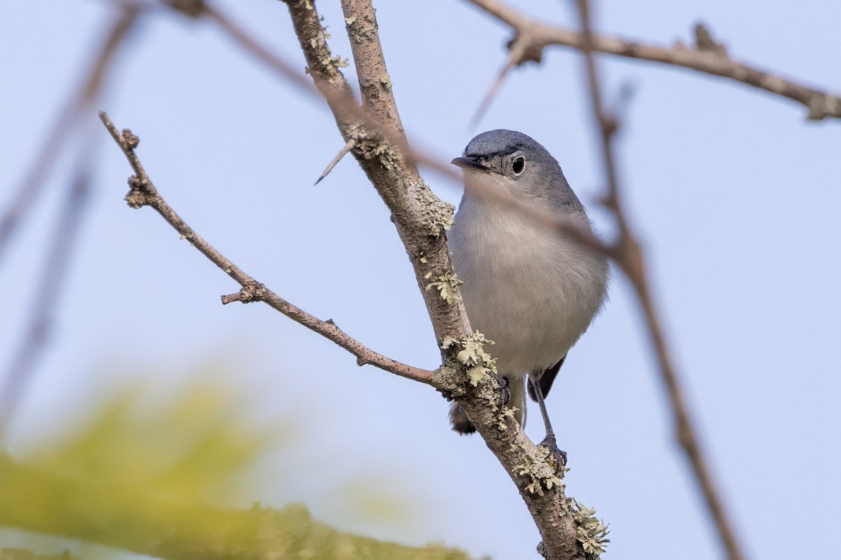 Blue-gray Gnatcatcher - ML620711116