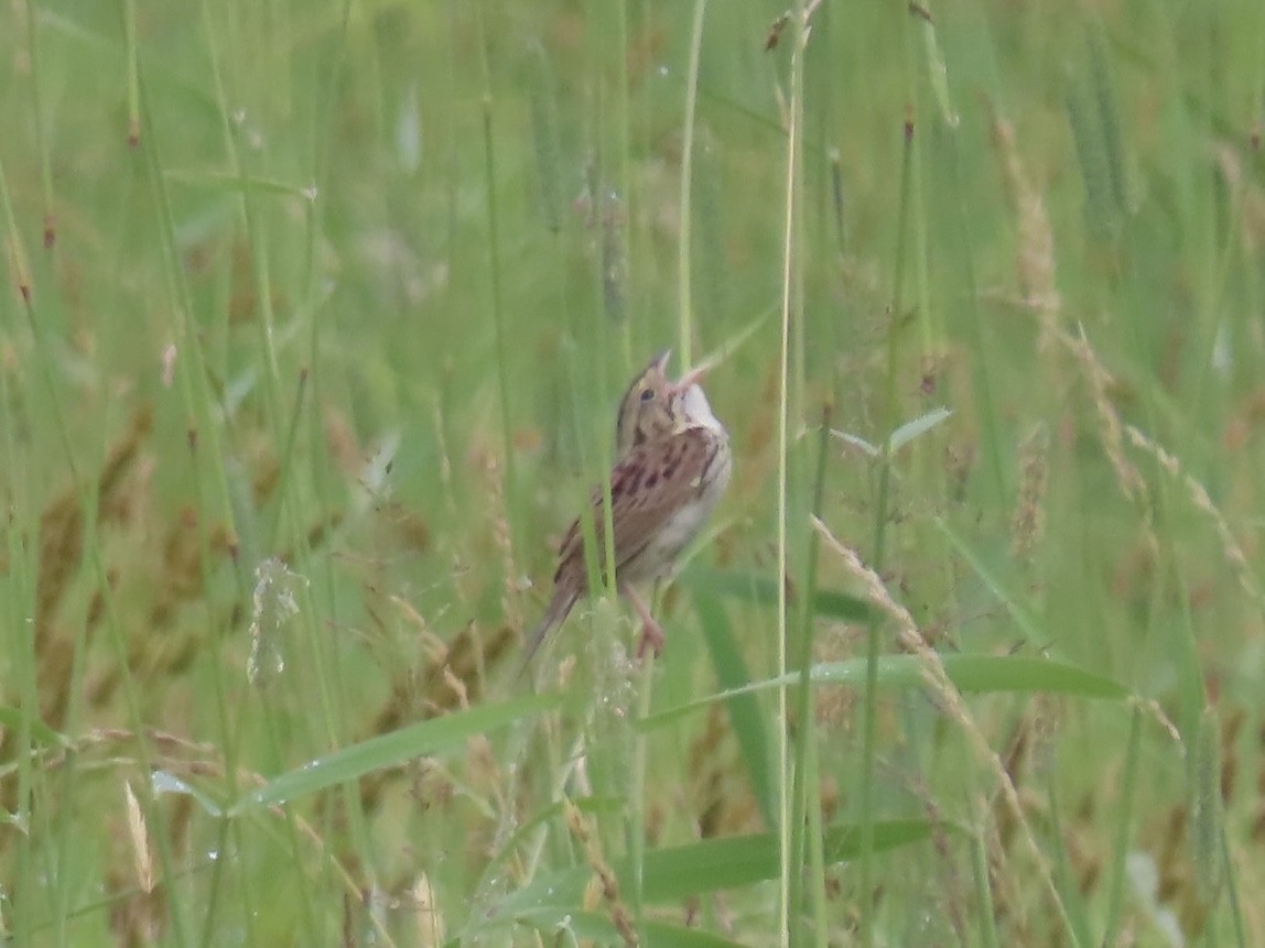 Henslow's Sparrow - ML620711118