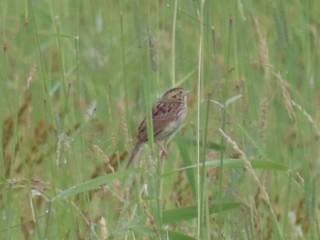 Henslow's Sparrow - ML620711119