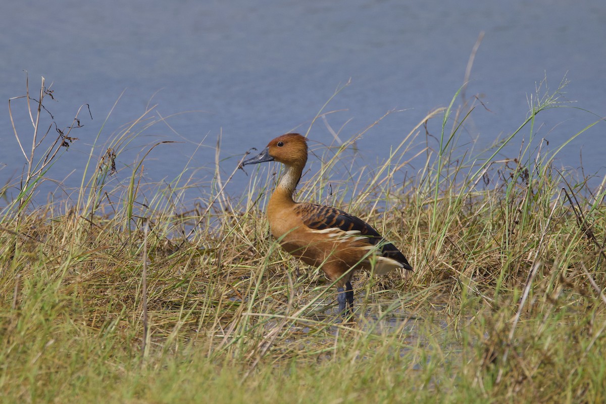 Fulvous Whistling-Duck - ML620711120