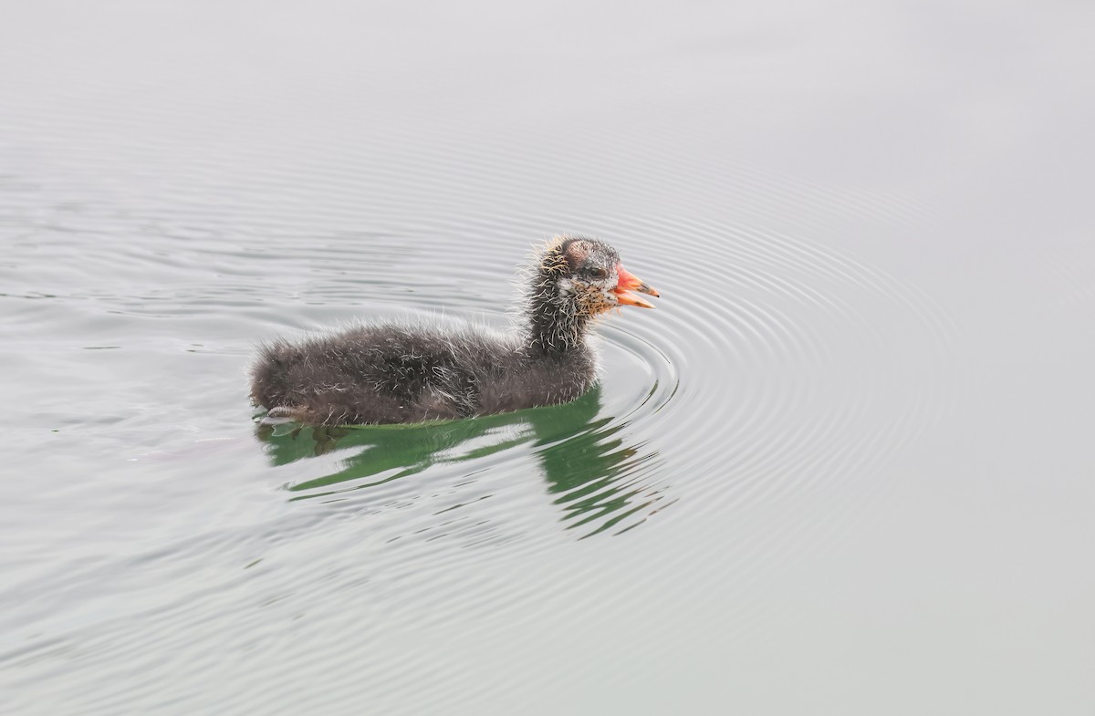 American Coot - Jill Casperson