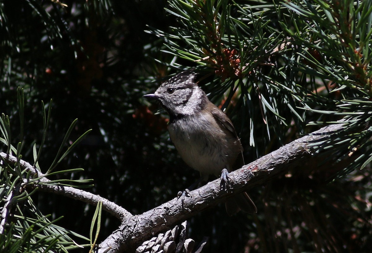 Crested Tit - ML620711134