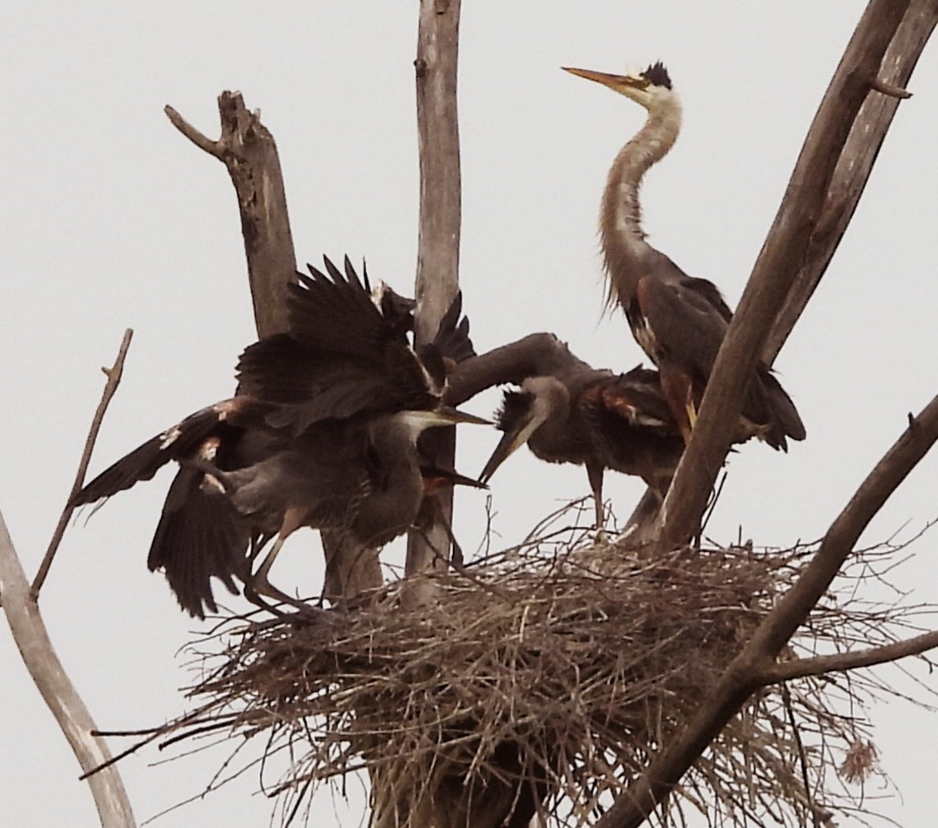 Great Blue Heron - Terry Ansel