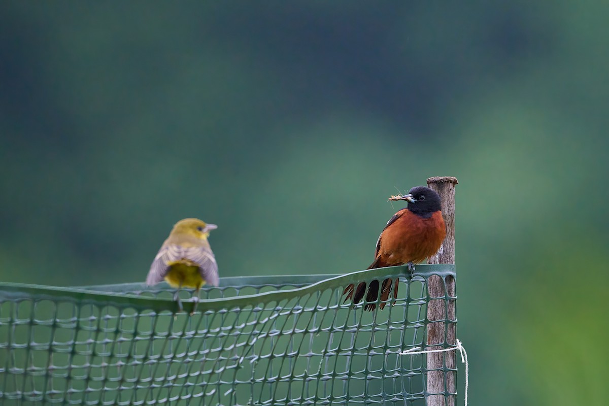 Orchard Oriole - ML620711141