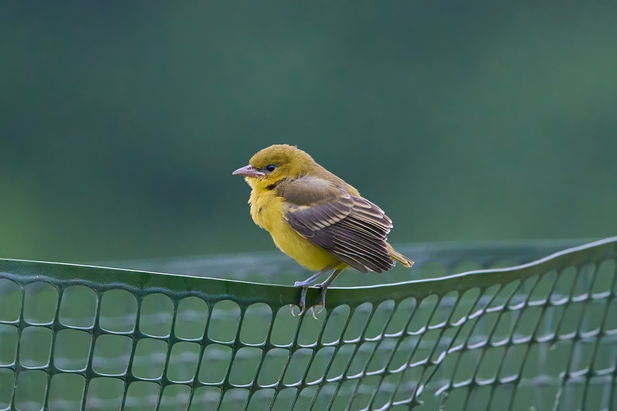 Orchard Oriole - ML620711142