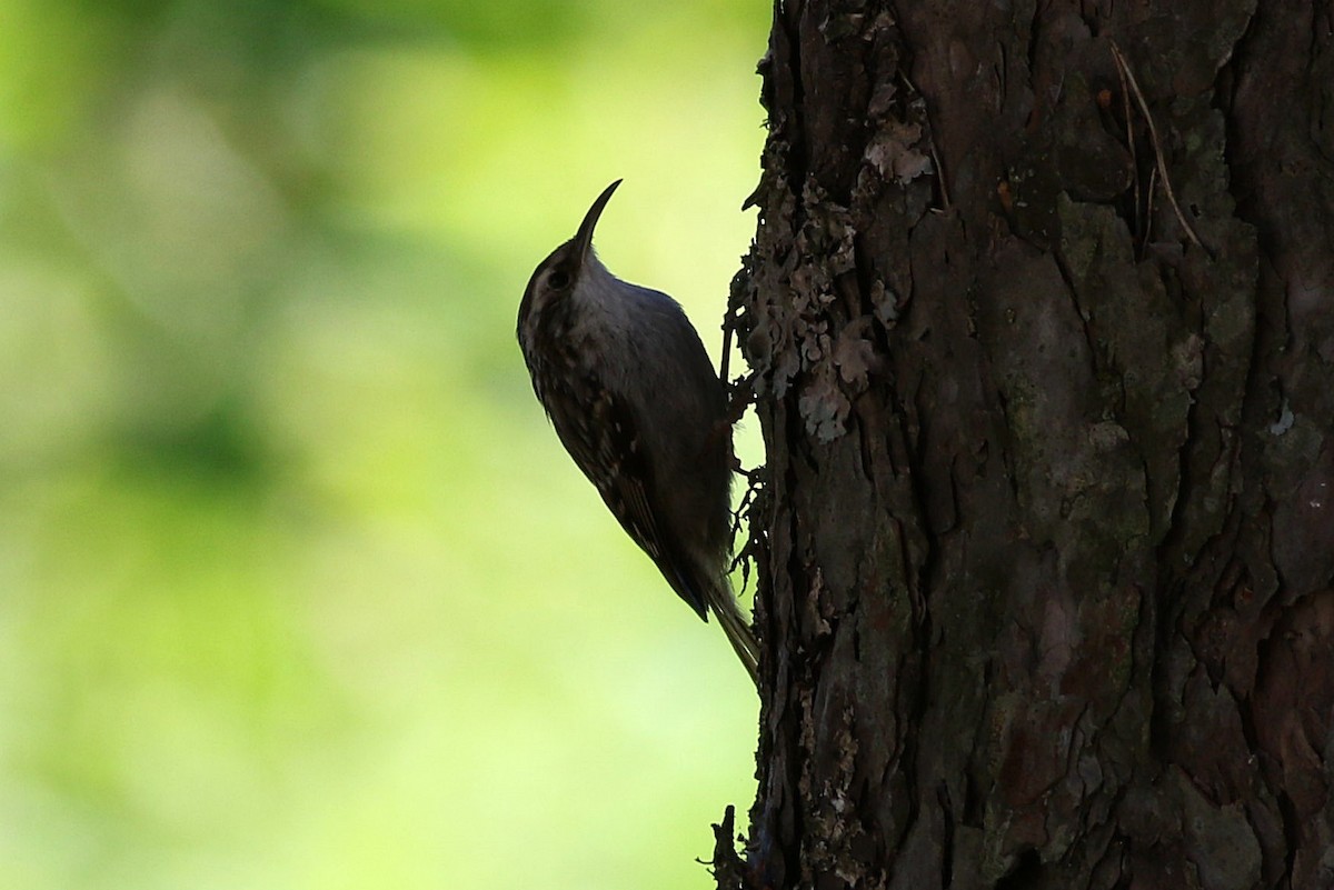 Short-toed Treecreeper - Miguel García