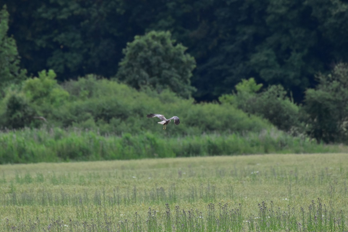 harrier sp. - ML620711150