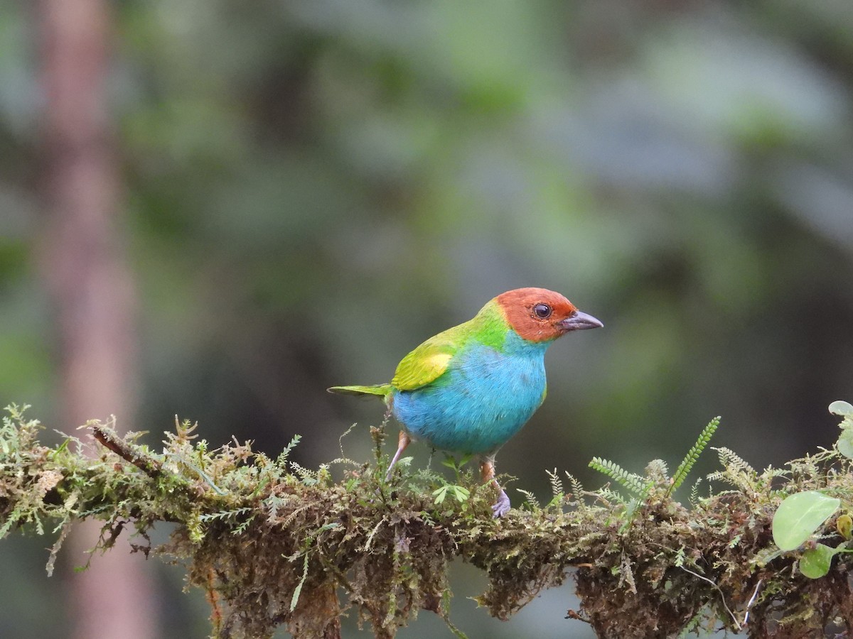 Bay-headed Tanager - ML620711151