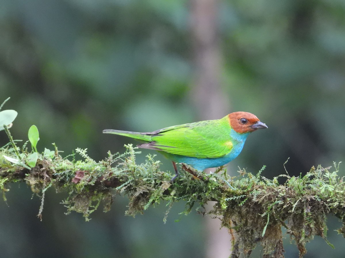 Bay-headed Tanager - ML620711152