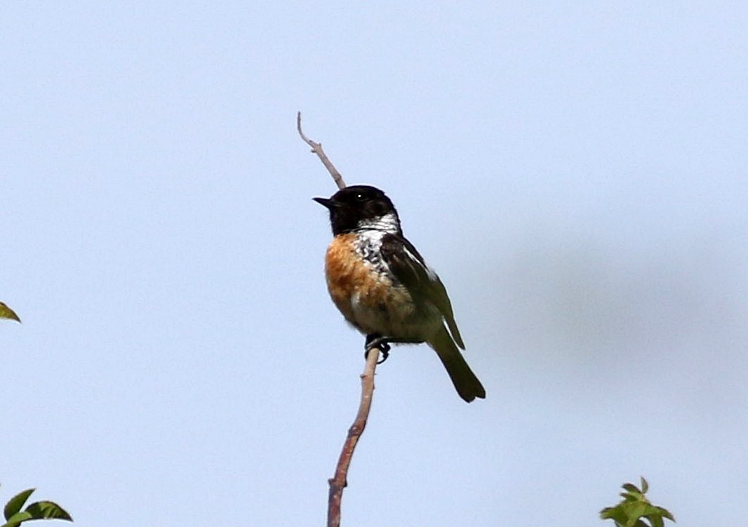 European Stonechat - ML620711154