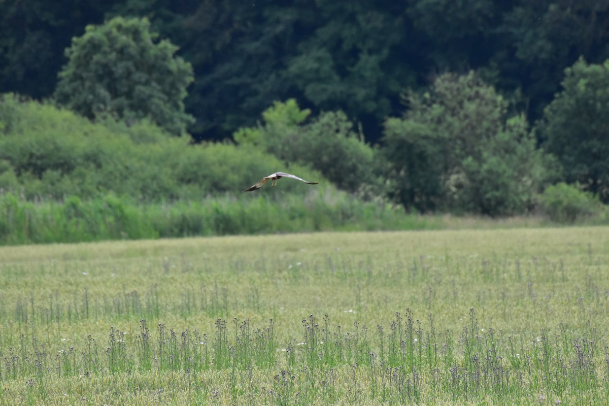 harrier sp. - ML620711158