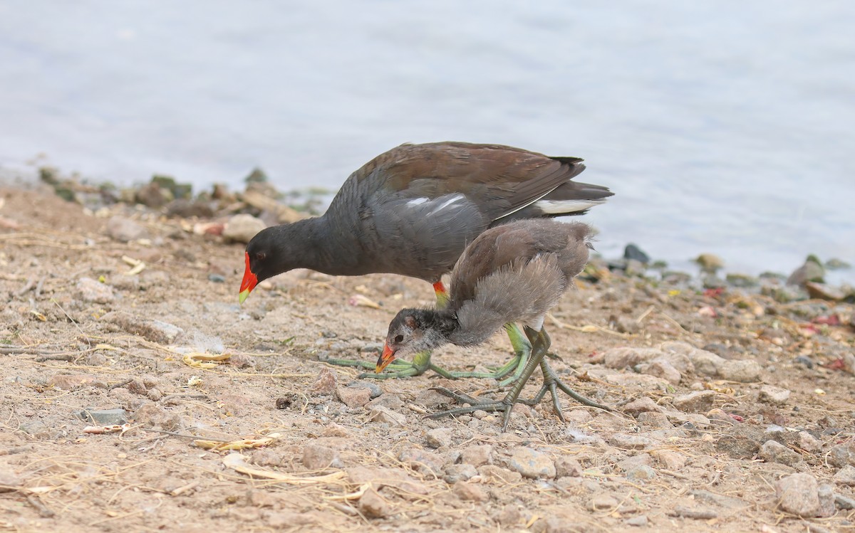 Gallinule d'Amérique - ML620711159