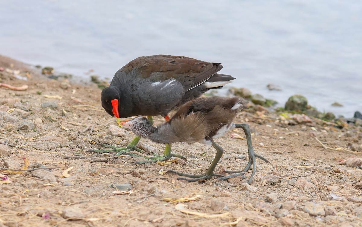 Common Gallinule - ML620711160