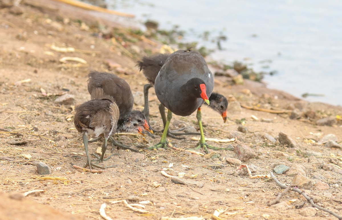 Gallinule d'Amérique - ML620711161