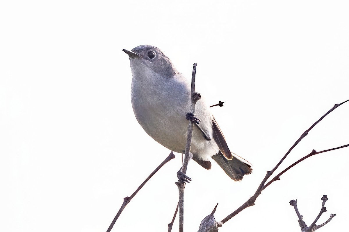 Blue-gray Gnatcatcher - ML620711163