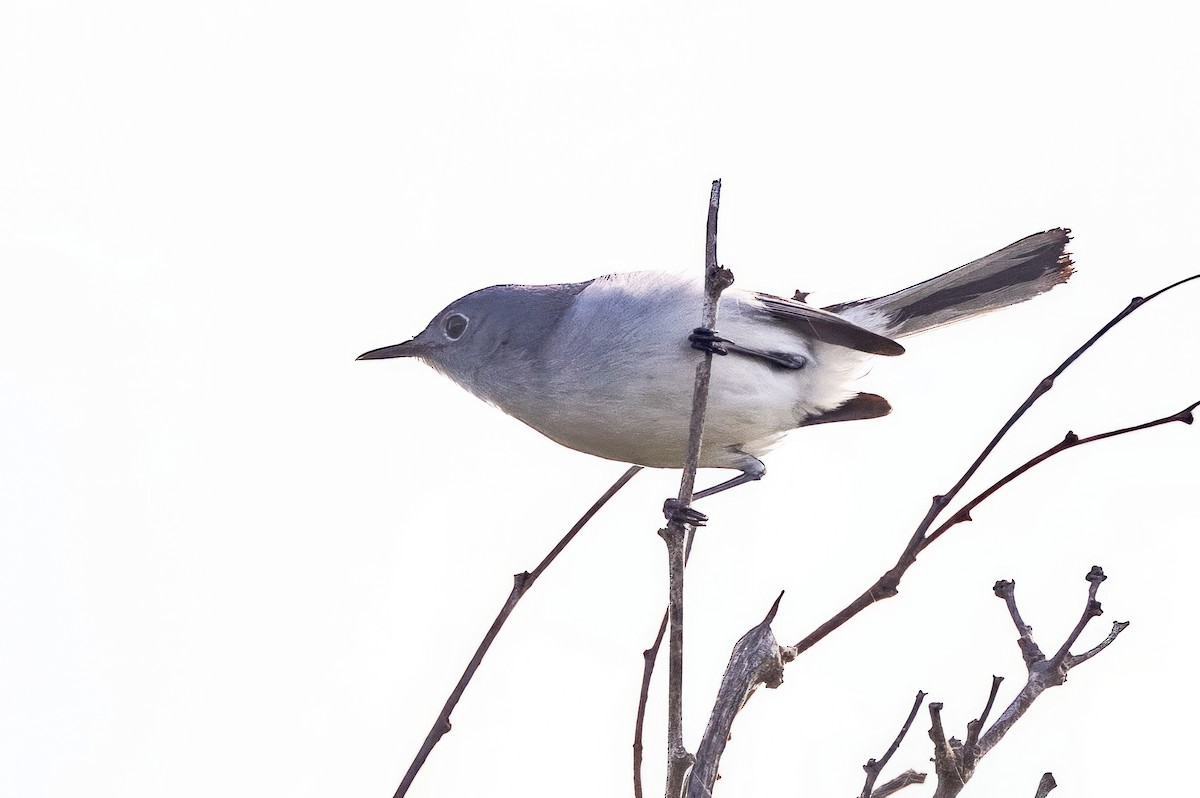 Blue-gray Gnatcatcher - ML620711164