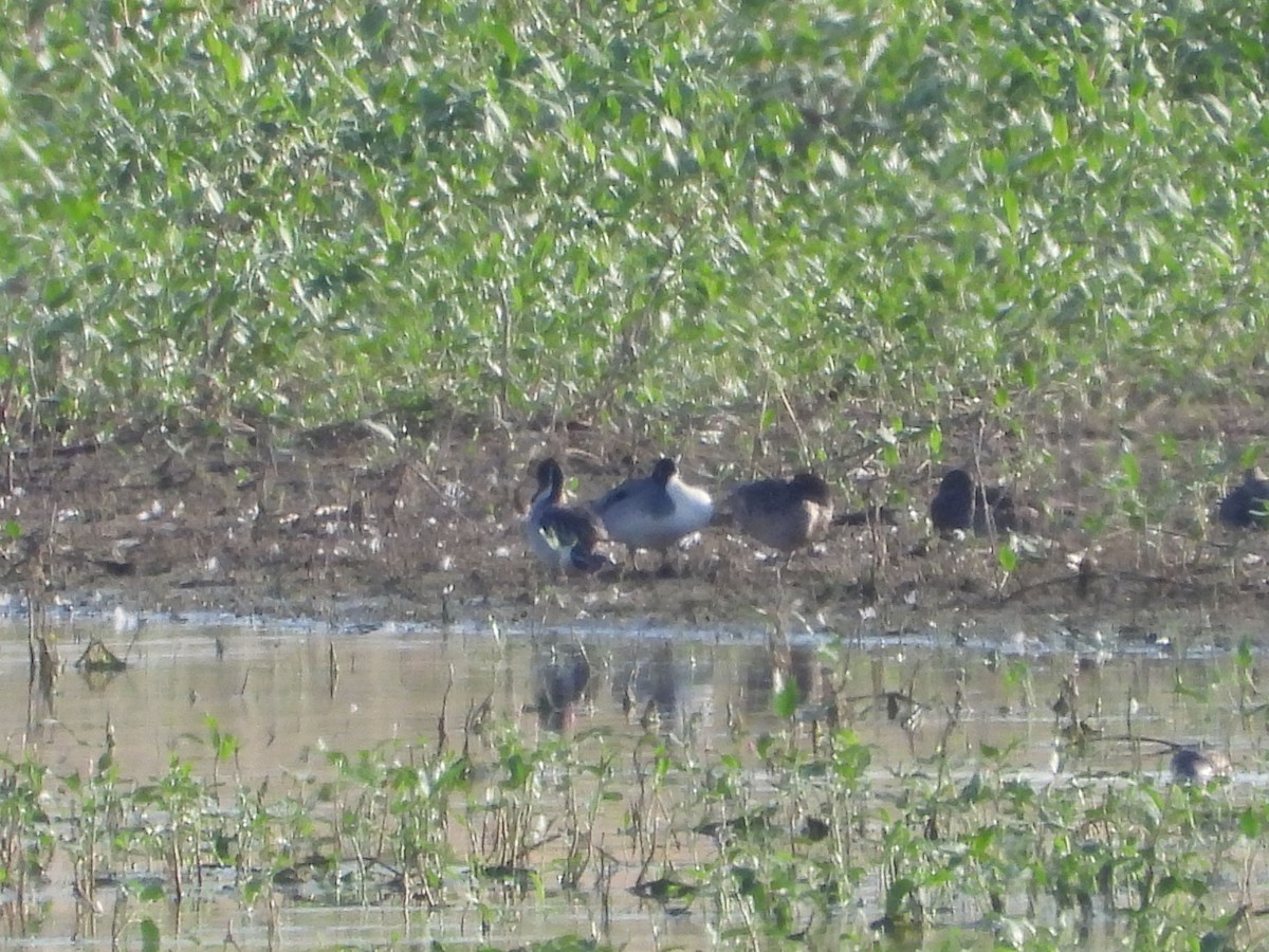 Northern Pintail - ML620711165