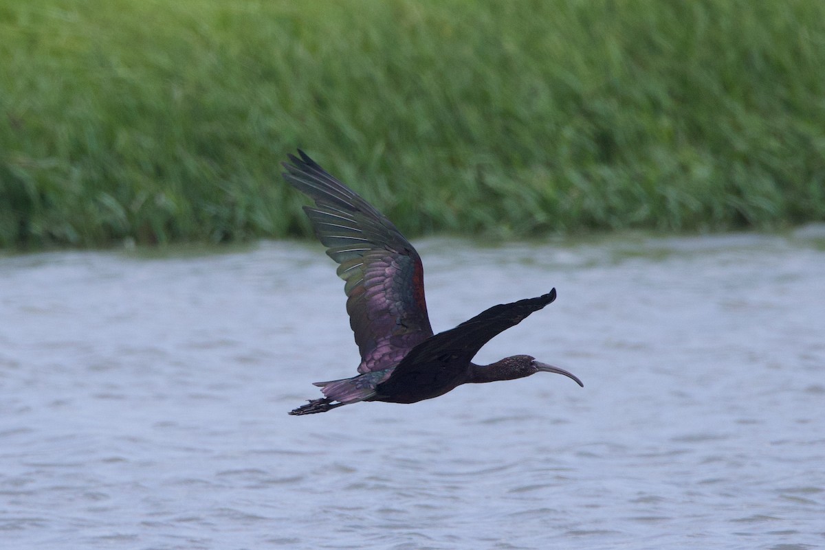 Glossy Ibis - ML620711166